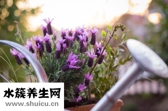 素包子熱量