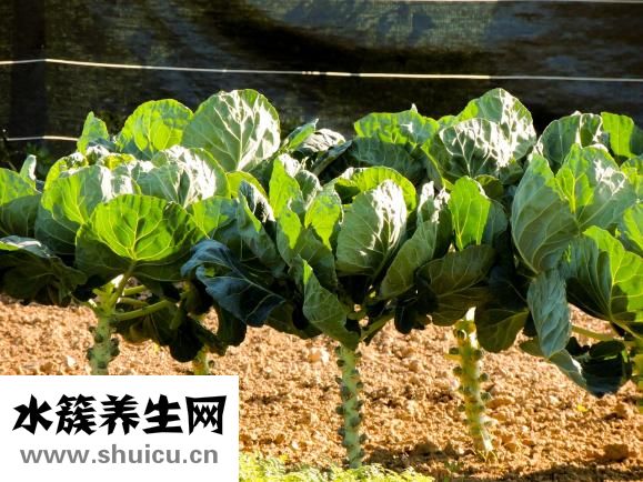 圓白菜炒餅