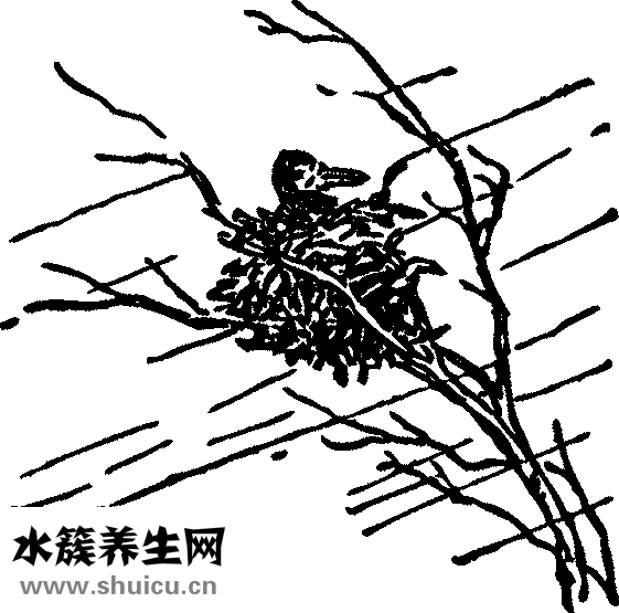 雪燕和燕窩的區別