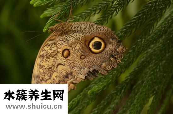 熊膽滴眼液