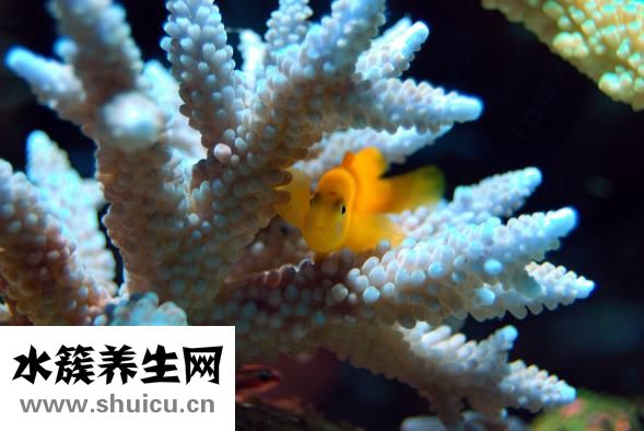 珊瑚的價格