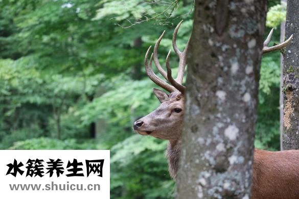 野生當歸圖片