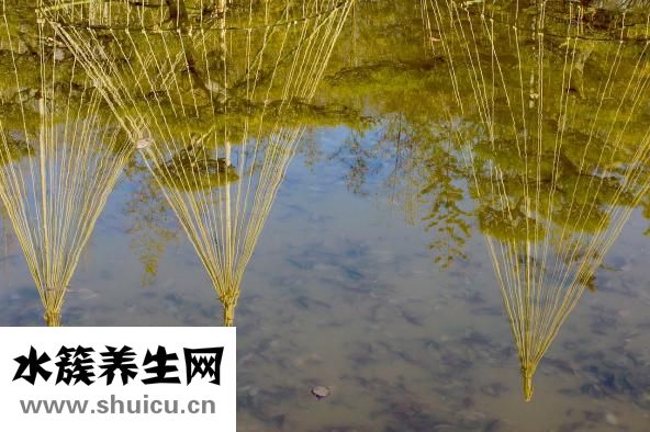 蛇盤瘡的癥狀