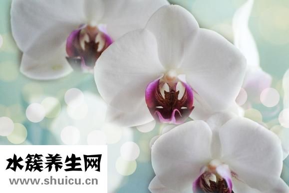 情感障礙癥