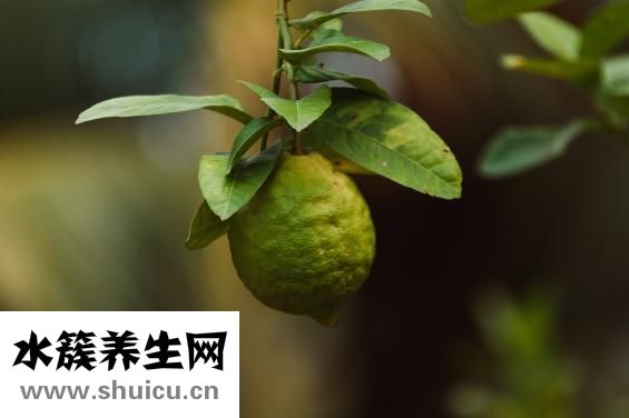 西芹炒雞蛋