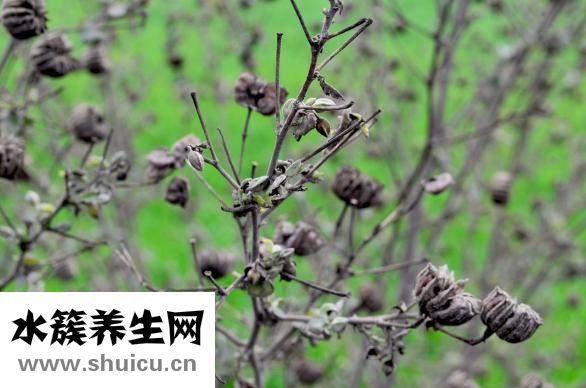野生當歸圖片