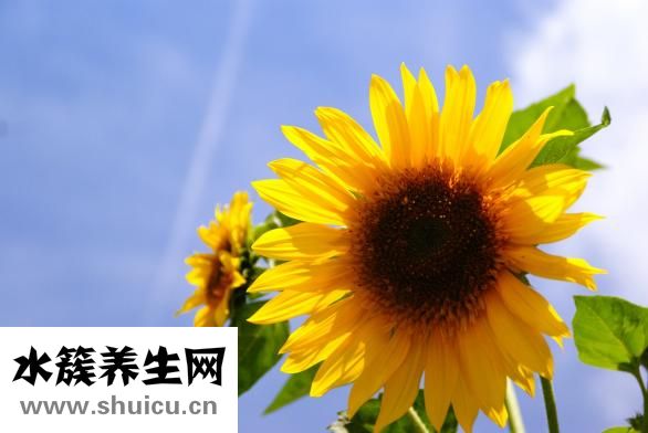 魚腥草的功效