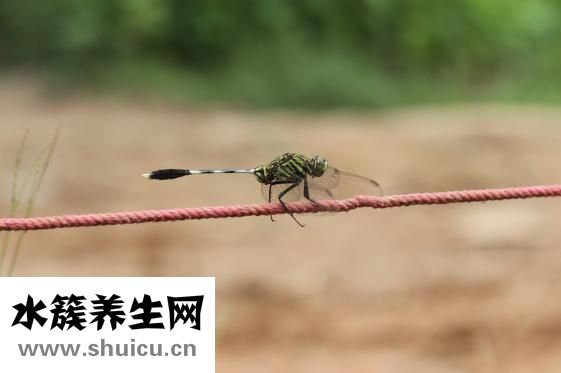 黃桃是發物嗎