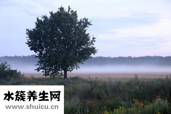 馬蹄子圖片