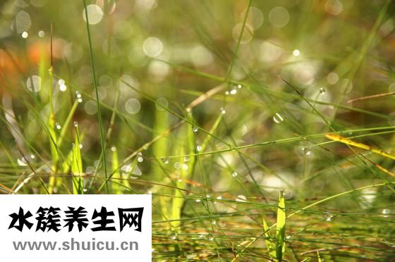魚腥草的功效