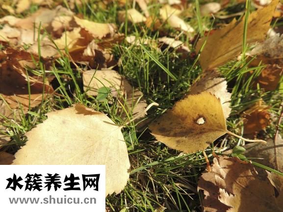 通便靈膠囊
