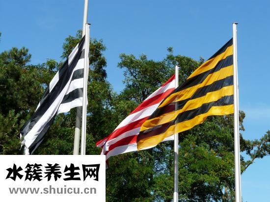 馬蹄子圖片