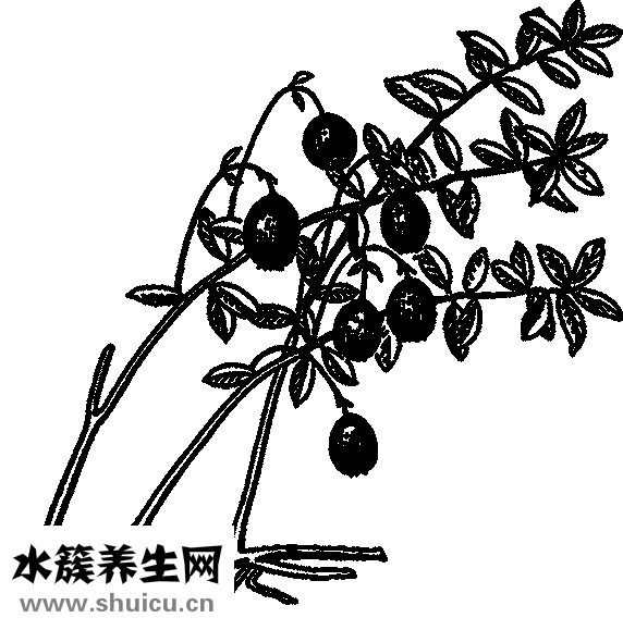 魚腥草的功效