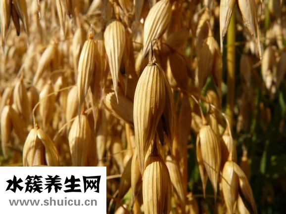 燕麥上火嗎