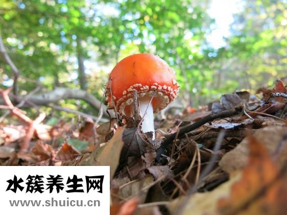 沙白湯的做法大全
