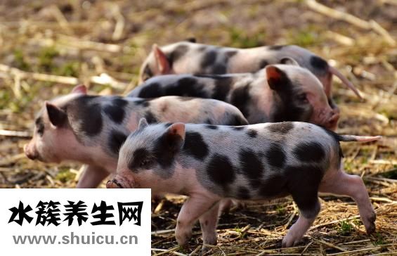 糖醋里脊熱量