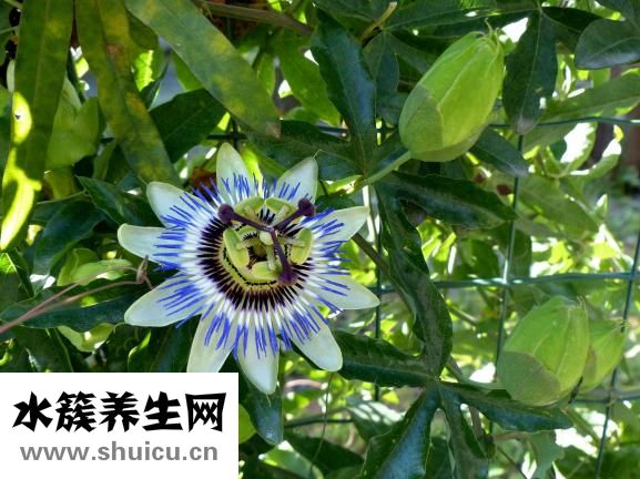 面部疤痕修復
