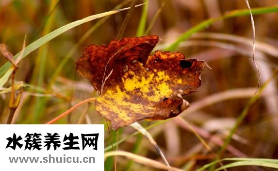 通便靈膠囊