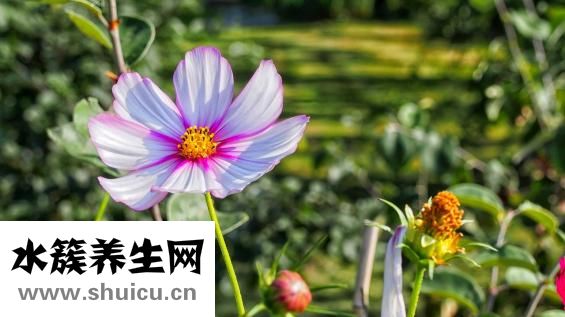 楮實子的別名