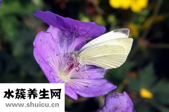 圓白菜圖片