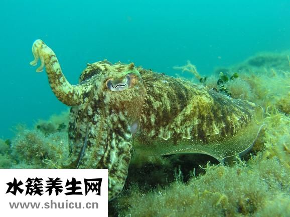 石頭烤魷魚