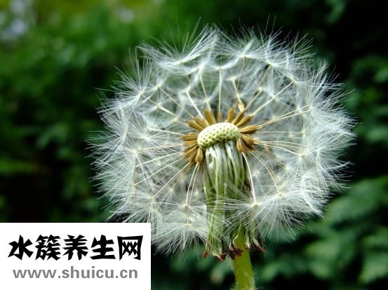 胎盤是什么