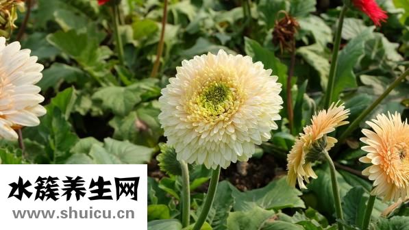 脖子上長痤瘡