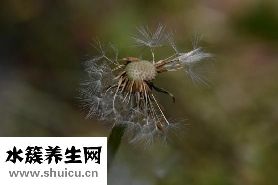 胎盤是什么