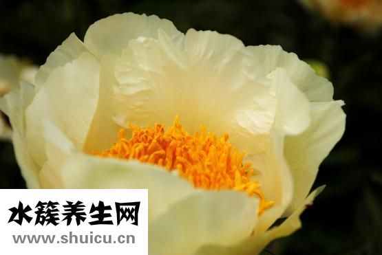 金雞婦科凝膠