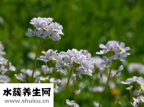 十字花科蔬菜