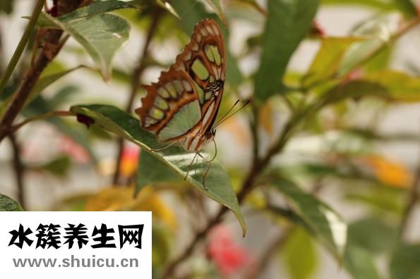 萬年青種類