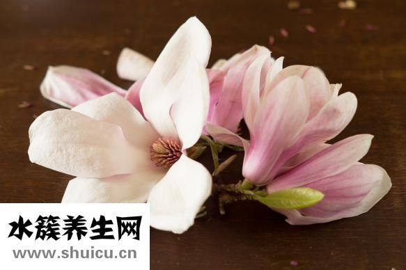 香菇燉豆腐