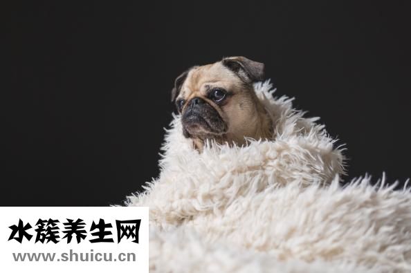 餓能減肥嗎