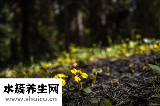 萬年青種類