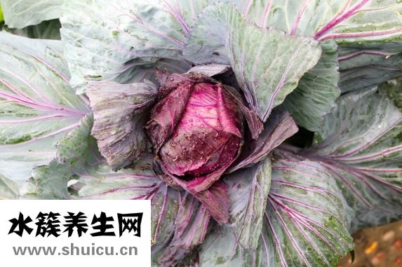 圓白菜圖片