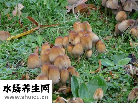 烤骨肉相連