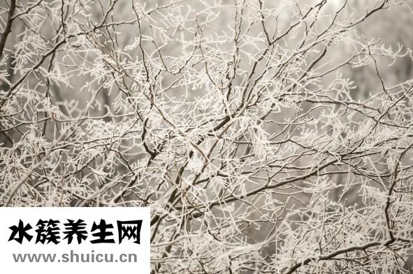 金雞婦科凝膠