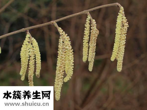 腎的形態和位置