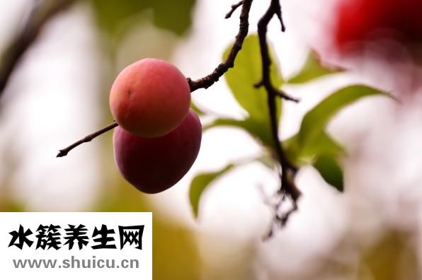 藍莓能放多久