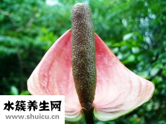 醋可以洗臉嗎
