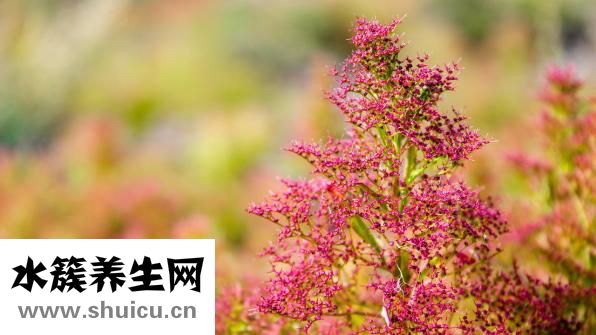 涼拌石花菜