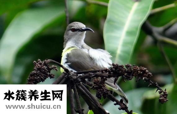 膝蓋骨膜炎