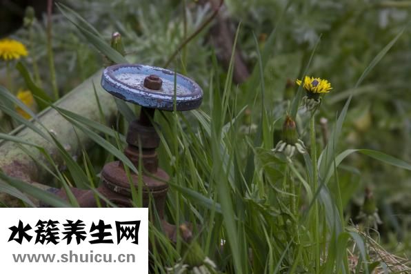 涼拌石花菜