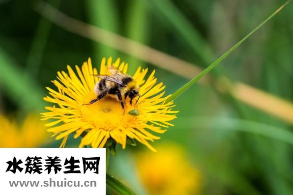 涼拌石花菜