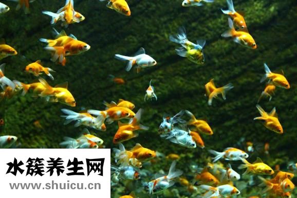 選擇性失明