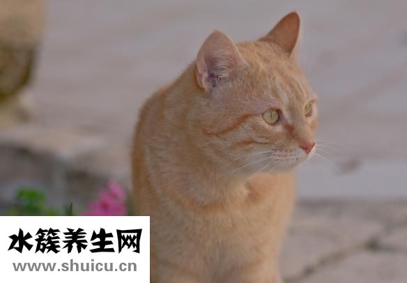 有效眼部去皺