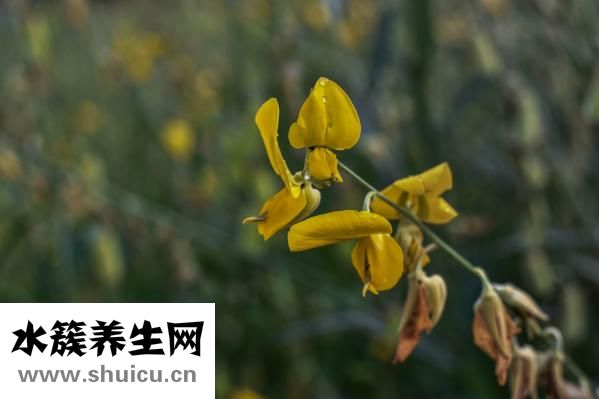 眼睛有黃斑