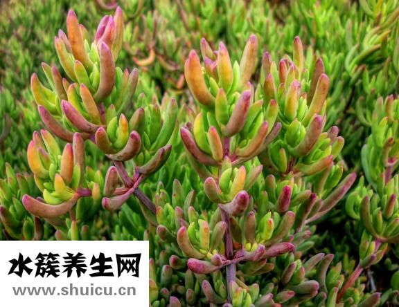 犀牛角鑒別