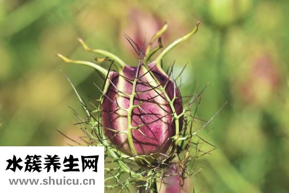 涼拌石花菜