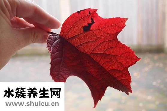遺傳紅血絲